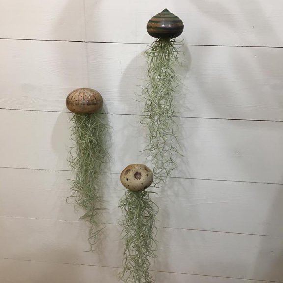 hängende "Wasserquallen", Körper aus gedrehtem Ton mit lebender Luftpflanze (Tillandsie)<br><span class='minortext'>Foto: Silke Häußler</span>